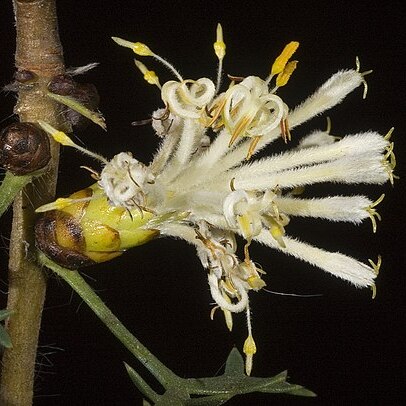 Petrophile striata unspecified picture