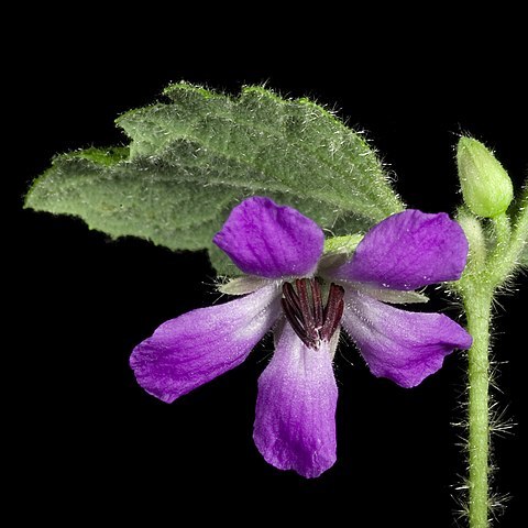 Tremandra unspecified picture