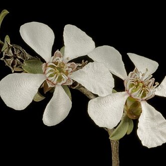 Leptospermum erubescens unspecified picture