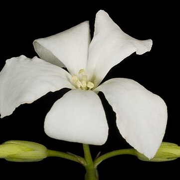 Billardiera floribunda unspecified picture