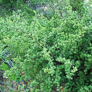 Asparagus rubicundus unspecified picture