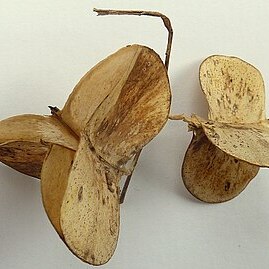 Dioscorea dodecaneura unspecified picture