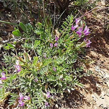 Astragalus argophyllus unspecified picture