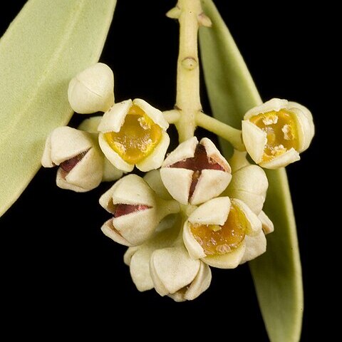 Santalum acuminatum unspecified picture