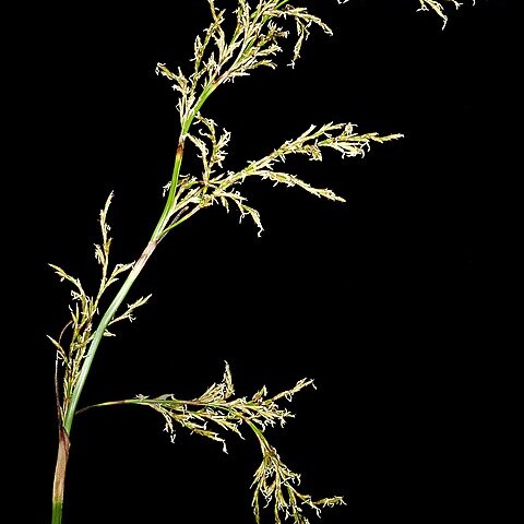 Lepidosperma tetraquetrum unspecified picture