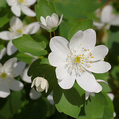 Anemonella thalictroides unspecified picture