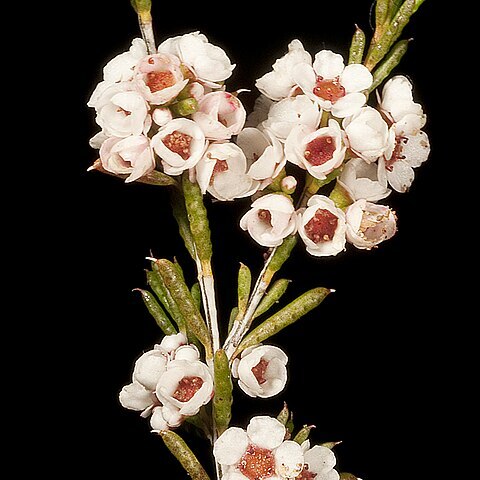 Malleostemon tuberculatus unspecified picture