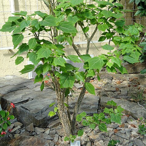 Uncarina leptocarpa unspecified picture