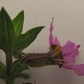 Cuphea sessilifolia unspecified picture