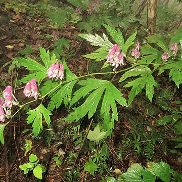 Aconitum jaluense subsp. iwatekense unspecified picture