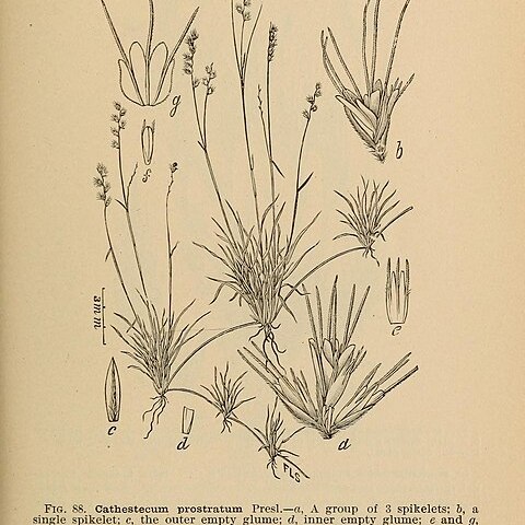 Cathestecum unspecified picture