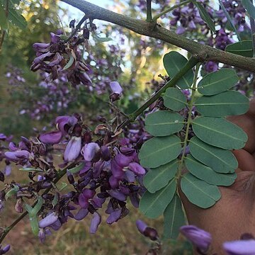Machaerium amplum unspecified picture