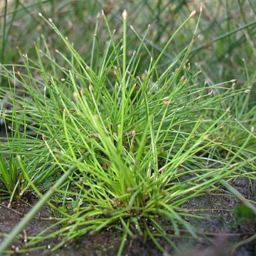 Eleocharis minuta unspecified picture