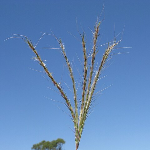 Bothriochloa biloba unspecified picture