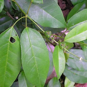 Croton klotzschianus unspecified picture