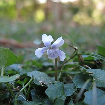 Viola hederacea unspecified picture