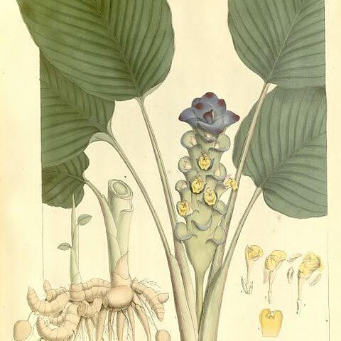 Curcuma petiolata unspecified picture