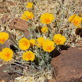Eschscholzia californica subsp. mexicana unspecified picture