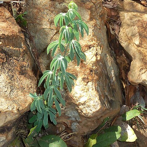 Adenia glauca unspecified picture
