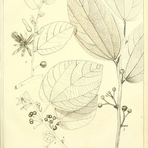 Grewia carpinifolia unspecified picture