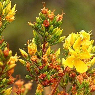 Hypericum bolivaricum unspecified picture