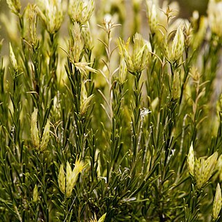 Lorandersonia unspecified picture