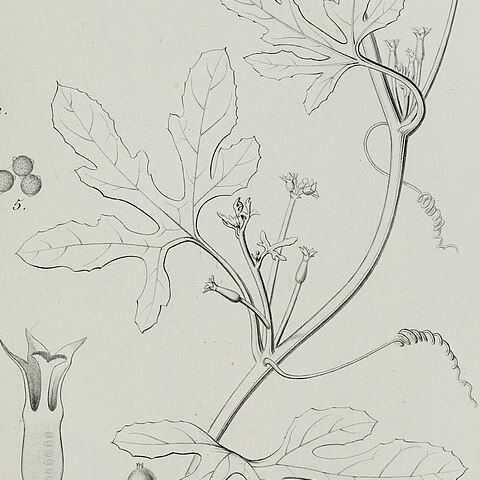 Corallocarpus unspecified picture