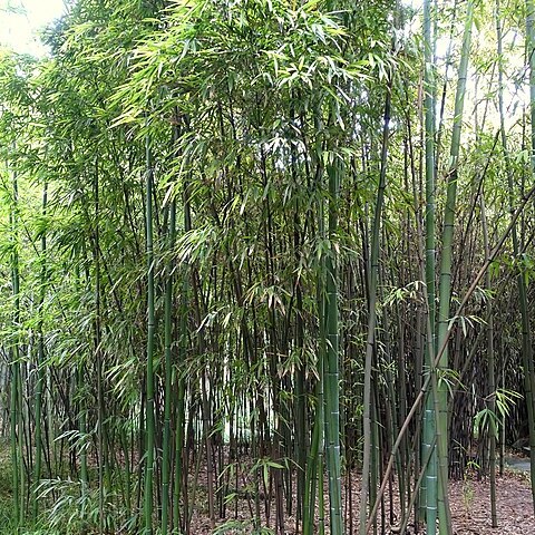 Phyllostachys iridescens unspecified picture