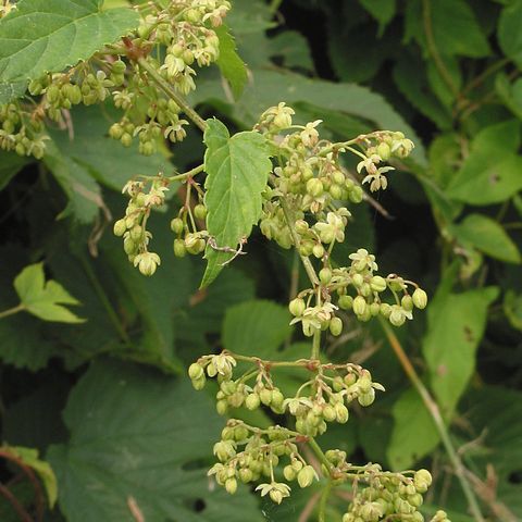 Cannabaceae unspecified picture