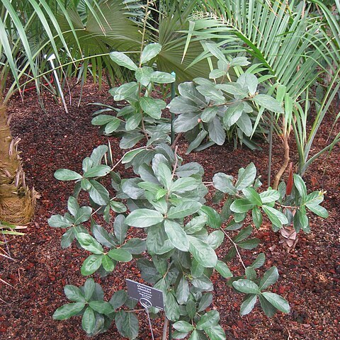 Quercus cubana unspecified picture