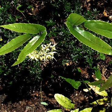Epimedium latisepalum unspecified picture