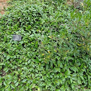 Ficus ti-koua unspecified picture