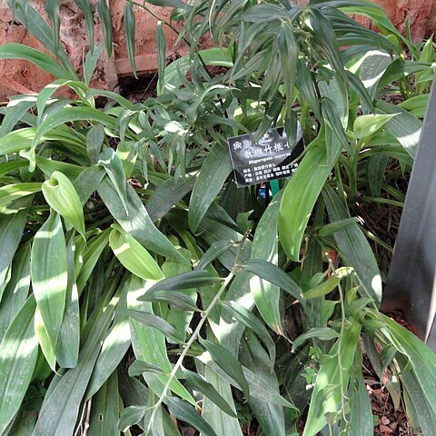 Disporopsis unspecified picture