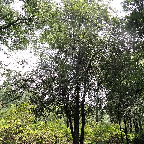 Docynia unspecified picture