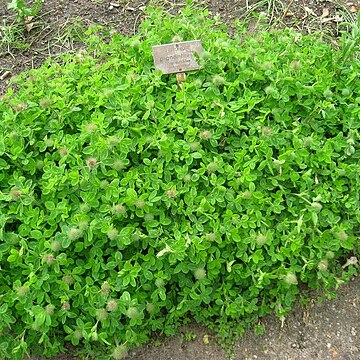 Trifolium pignantii unspecified picture