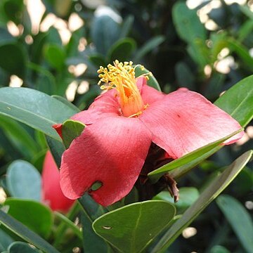 Camellia azalea unspecified picture