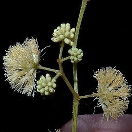 Senegalia martiusiana unspecified picture