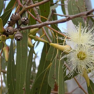 Eucalyptus l'hér. unspecified picture