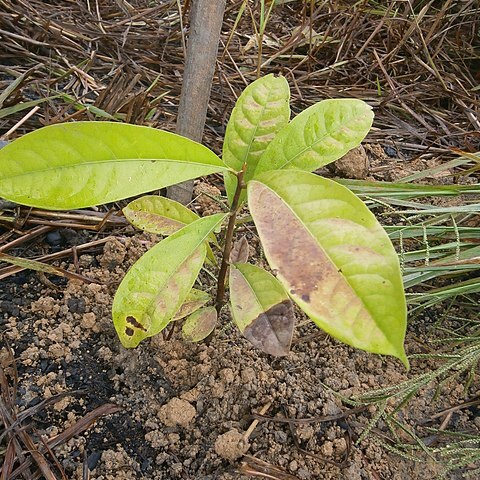 Aniba unspecified picture