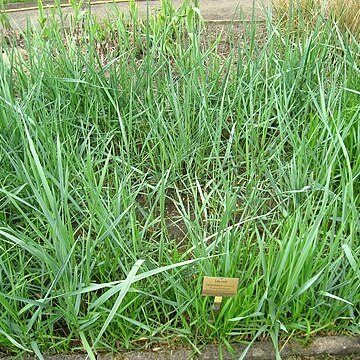 Leymus racemosus unspecified picture