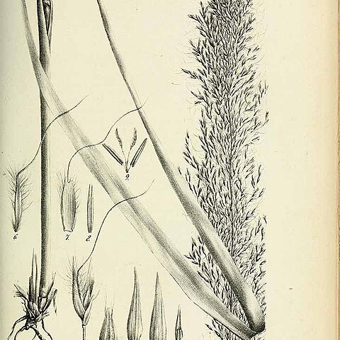 Dilophotriche unspecified picture
