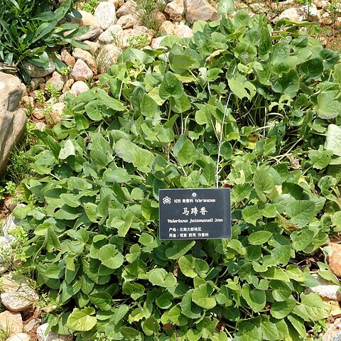 Valeriana jatamansi unspecified picture