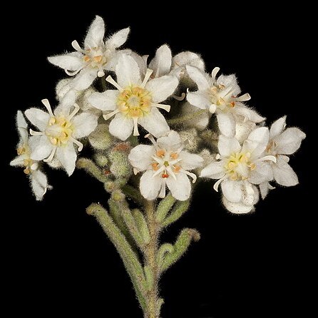 Commersonia craurophylla unspecified picture