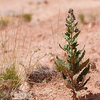 Phacelia sivinskii unspecified picture