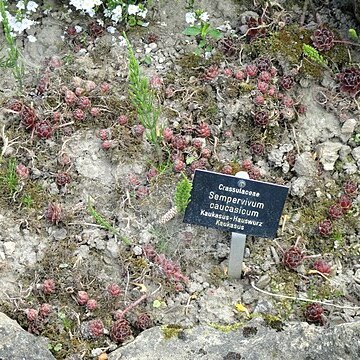 Sempervivum caucasicum unspecified picture