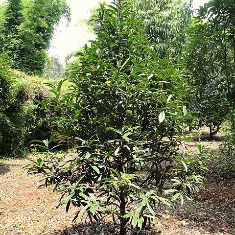 Magnolia chapensis unspecified picture