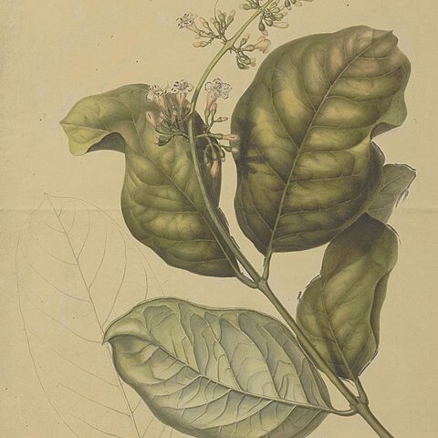 Fagraea racemosa unspecified picture