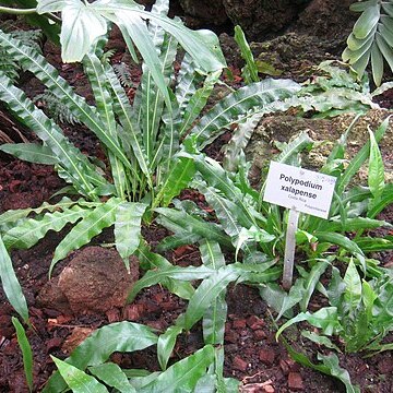Campyloneurum xalapense unspecified picture