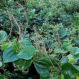 Dioscorea piperifolia unspecified picture