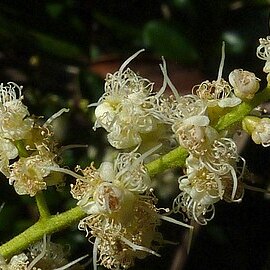 Myrcia guianensis unspecified picture